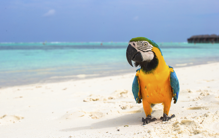 Papagei am Strand der Malediven
