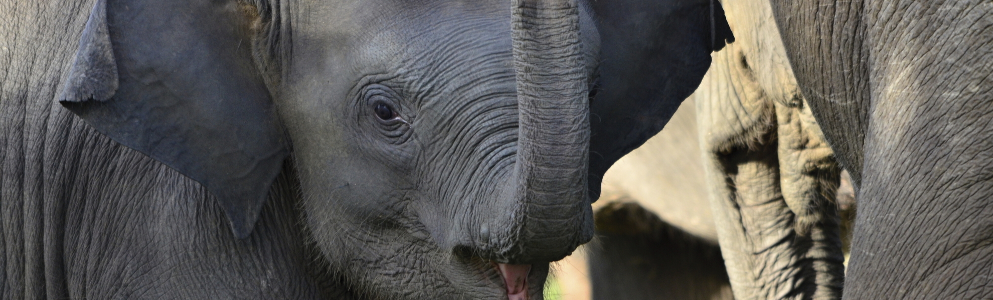 Minneriya Safari in Trincomalee, Sri Lanka