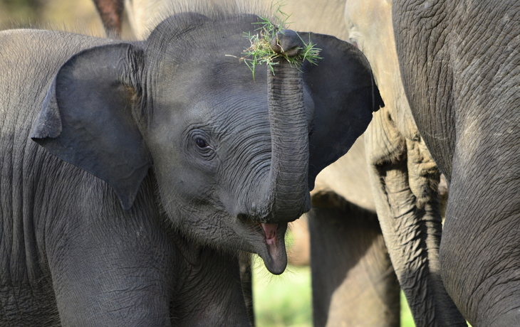 Minneriya Safari in Trincomalee, Sri Lanka
