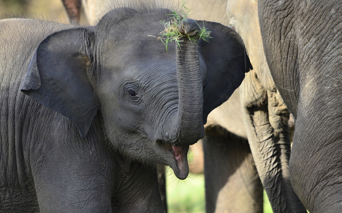 Minneriya Safari in Trincomalee, Sri Lanka