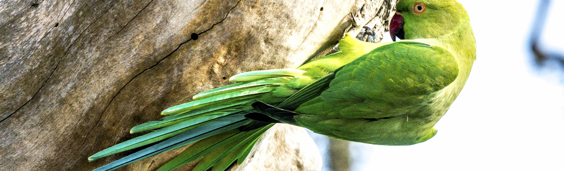 Bundala Nationalpark in Hambantota, Sri Lanka