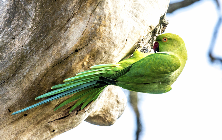 Bundala Nationalpark in Hambantota, Sri Lanka