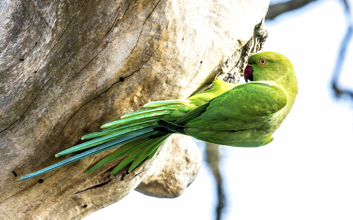 Bundala Nationalpark in Hambantota, Sri Lanka