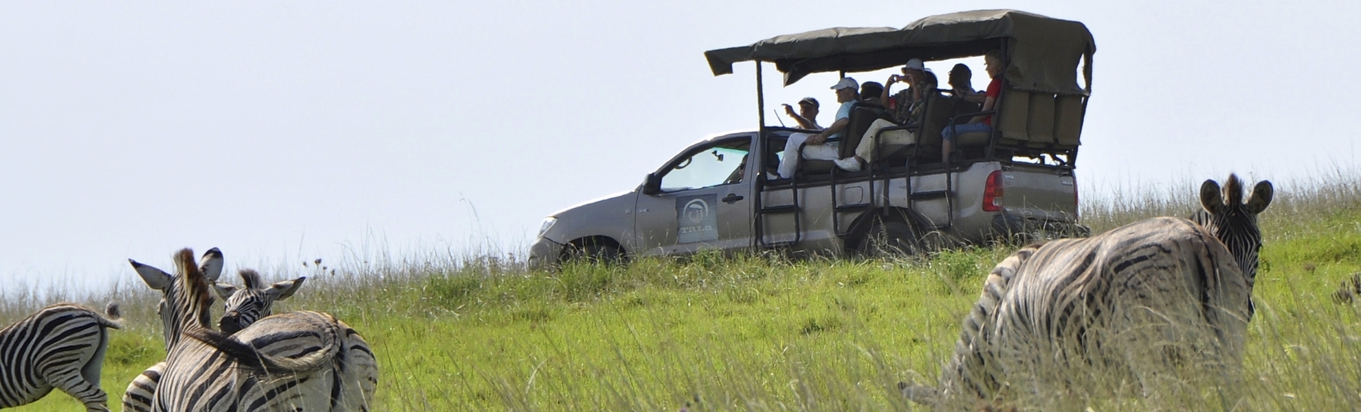 Zebras im Tala Wildreservat in Durban, Südafrika