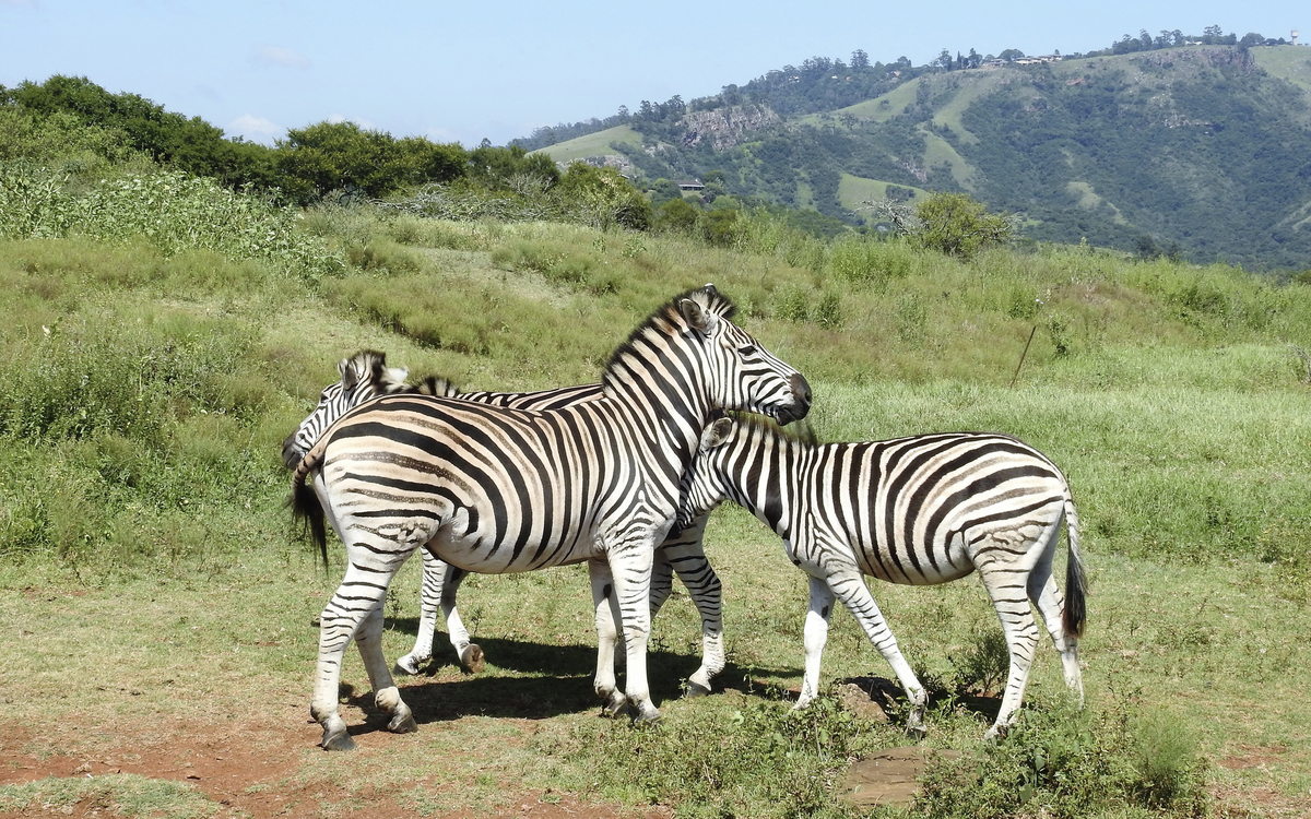 Zebras im Tal der tausend Hügel in Durban, Südafrika