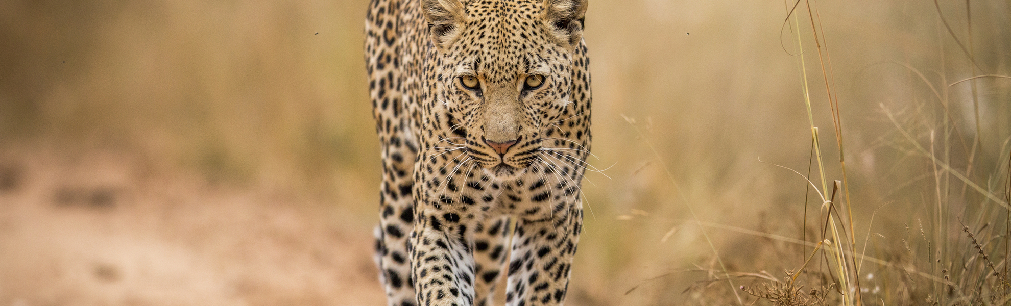 Leopard in Südafrika