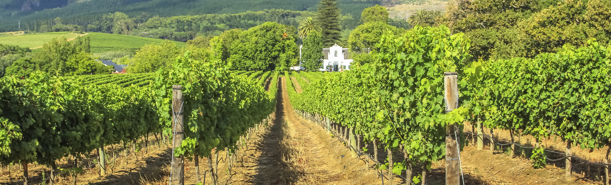 Universitätsstadt Stellenbosch, Südafrika
