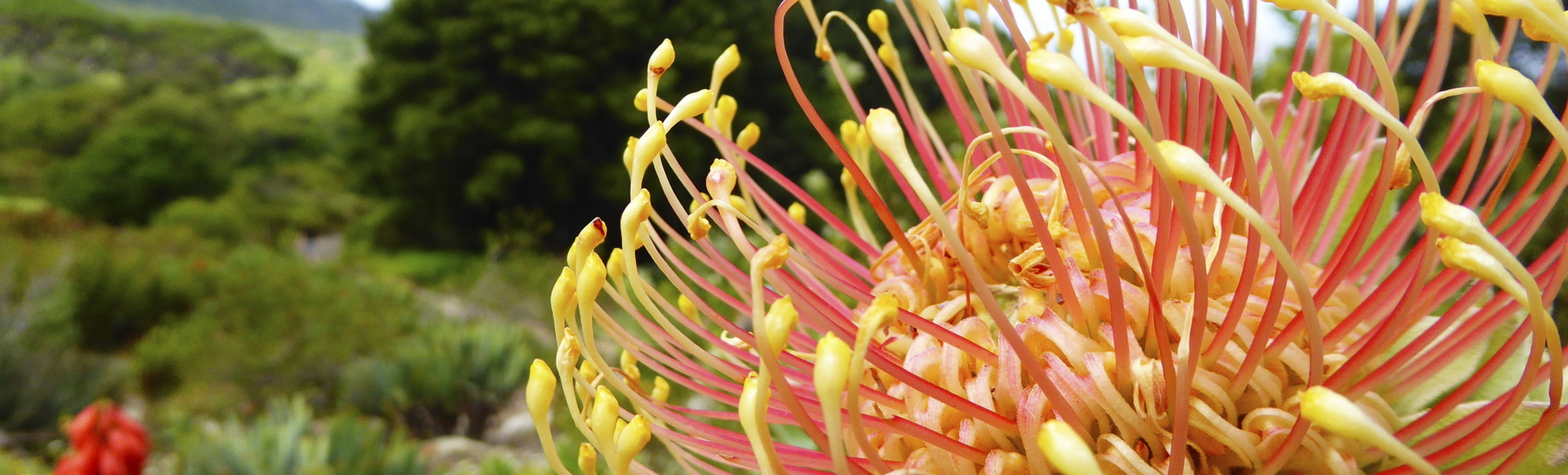 Protea Nationalblume von Südafrika