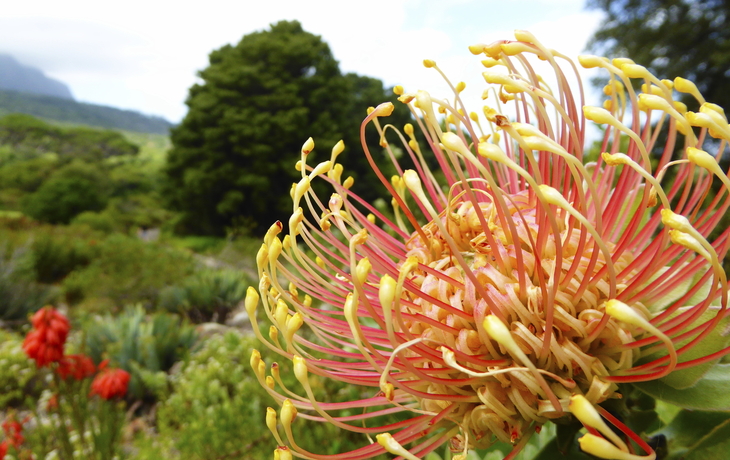Protea Nationalblume von Südafrika