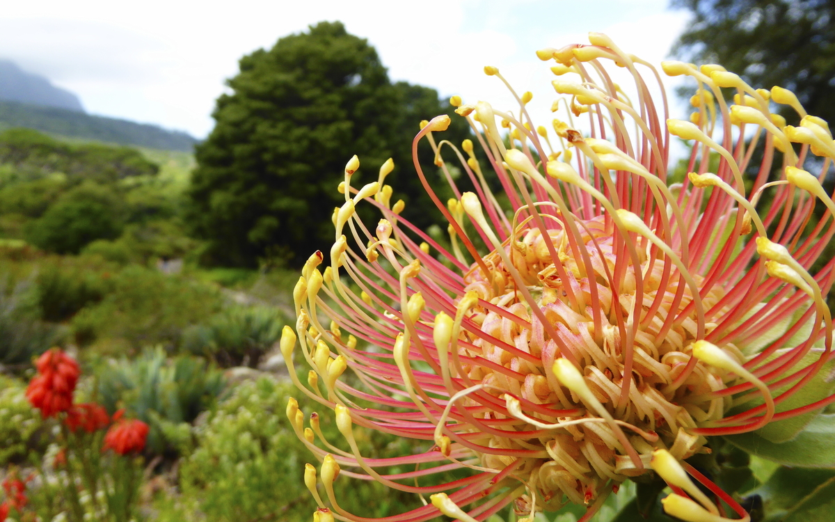 Protea Nationalblume von Südafrika