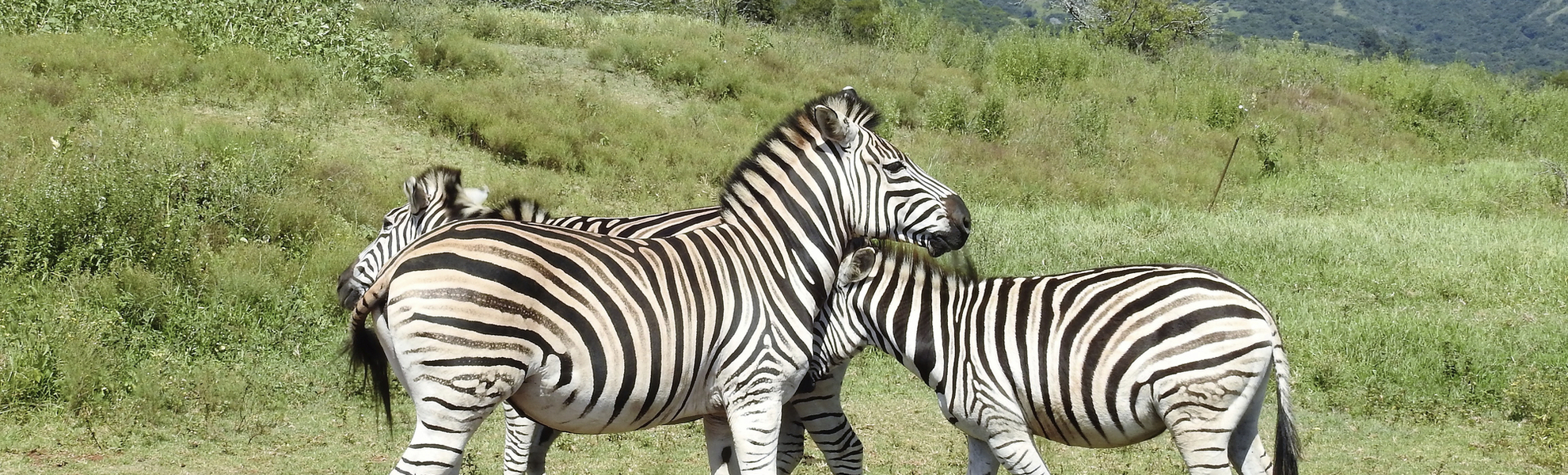Zebras im Tal der tausend Hügel in Durban, Südafrika