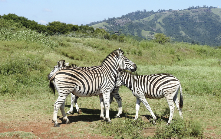 Zebras im Tal der tausend Hügel in Durban, Südafrika