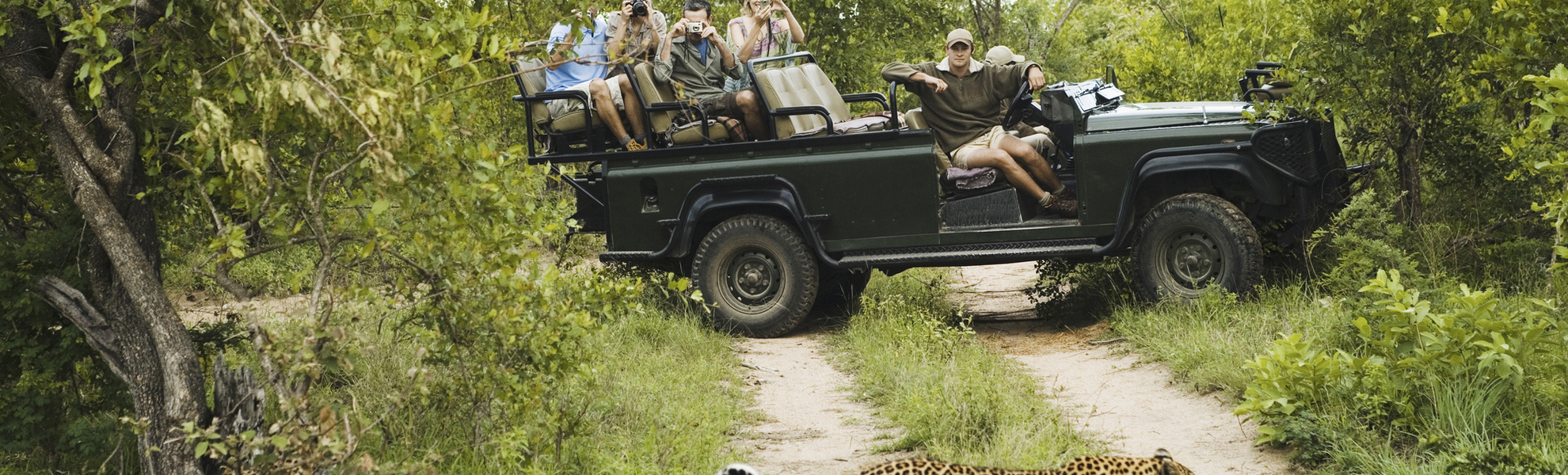 Leopard kreuzt den Weg eines Safari-Jeeps