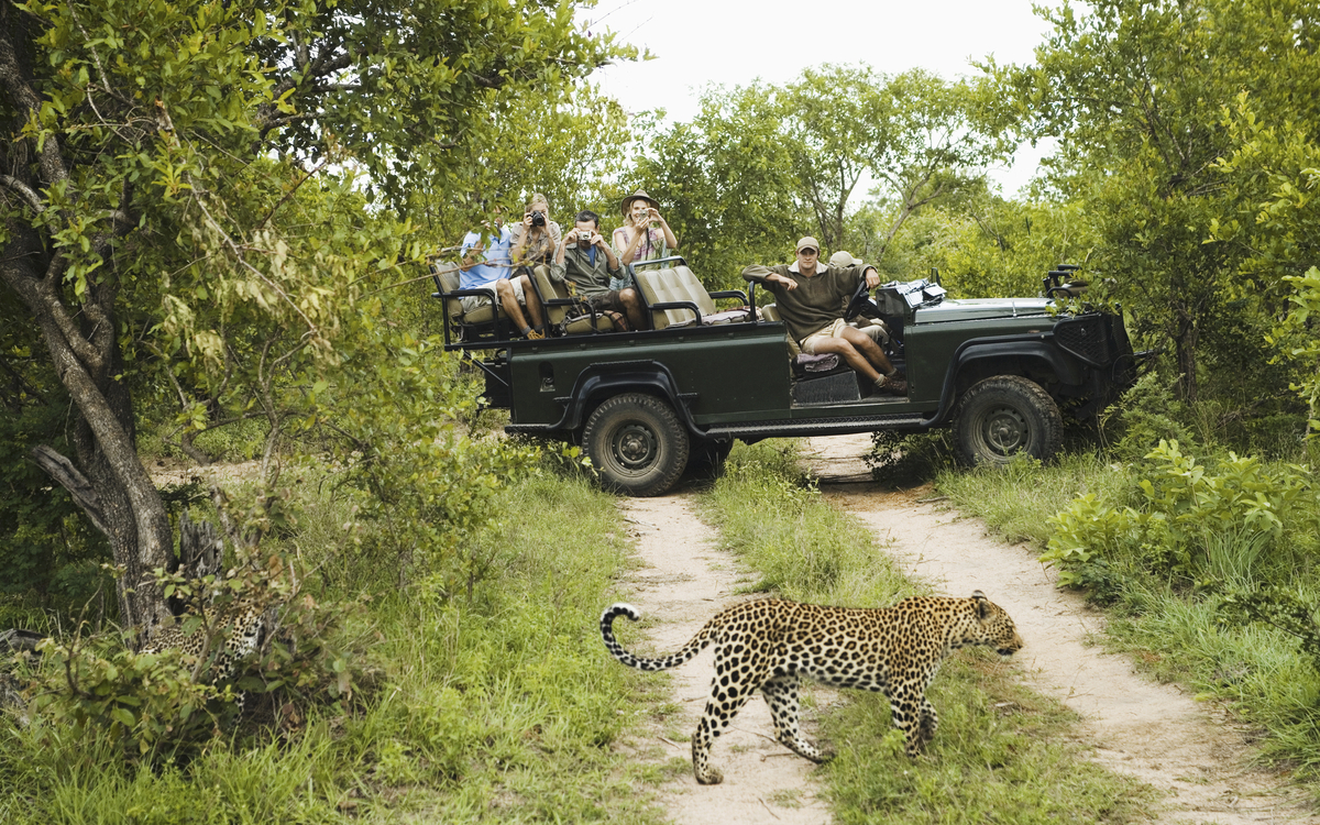 Leopard kreuzt den Weg eines Safari-Jeeps