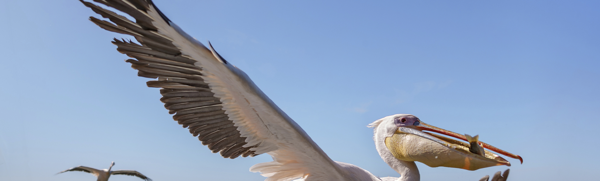 Pelikane über dem Meer