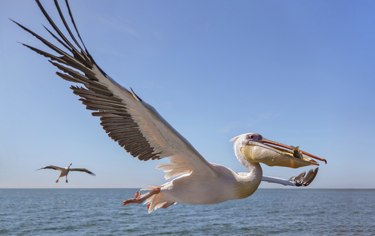 Pelikane über dem Meer