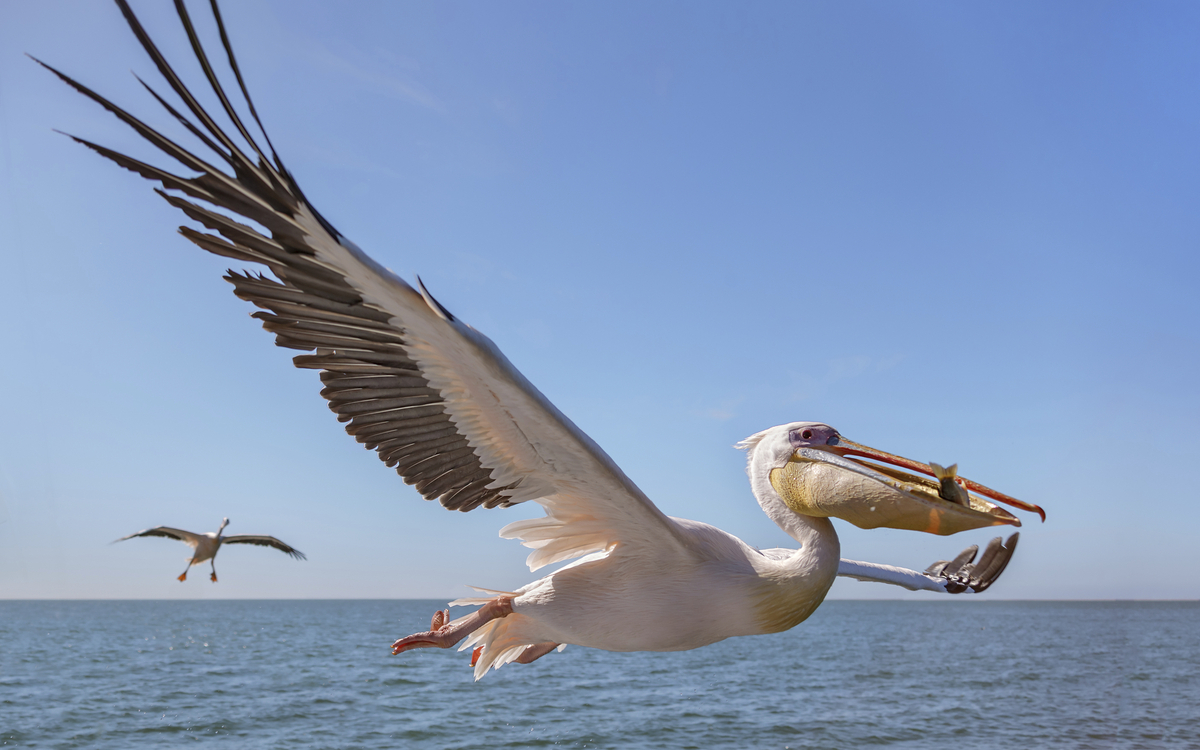 Pelikane über dem Meer