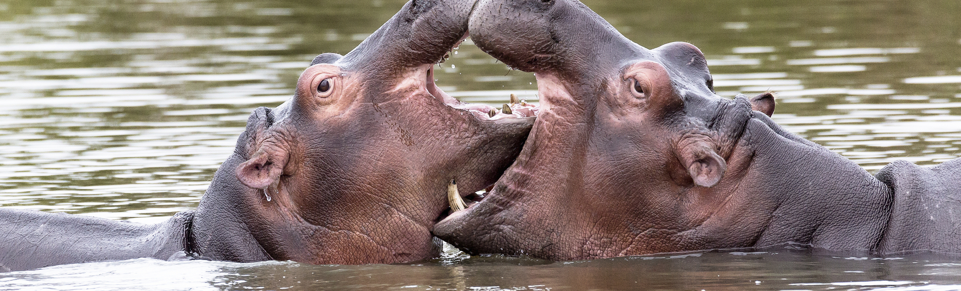 Nilpferde in Südafrika