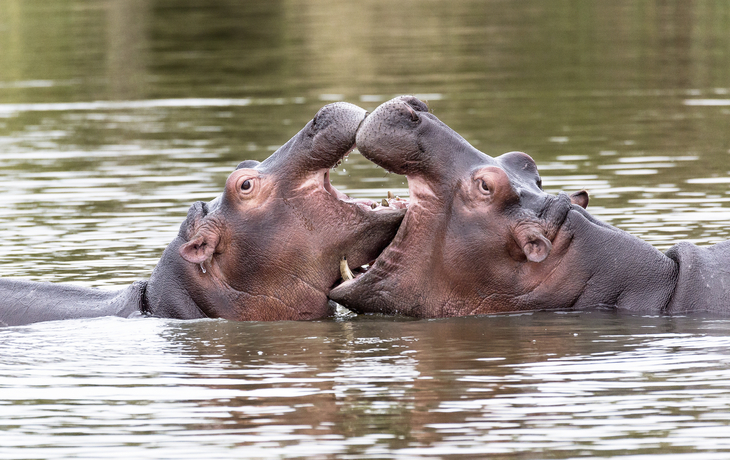 Nilpferde in Südafrika