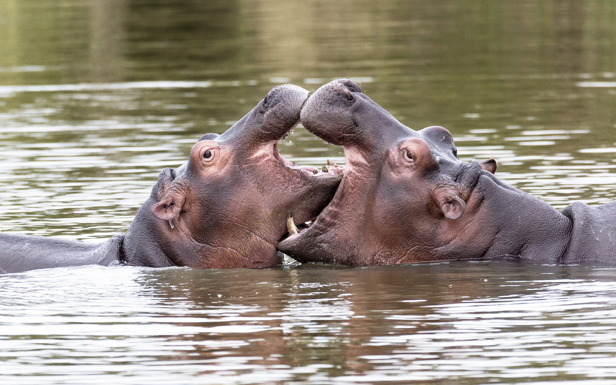 Nilpferde in Südafrika