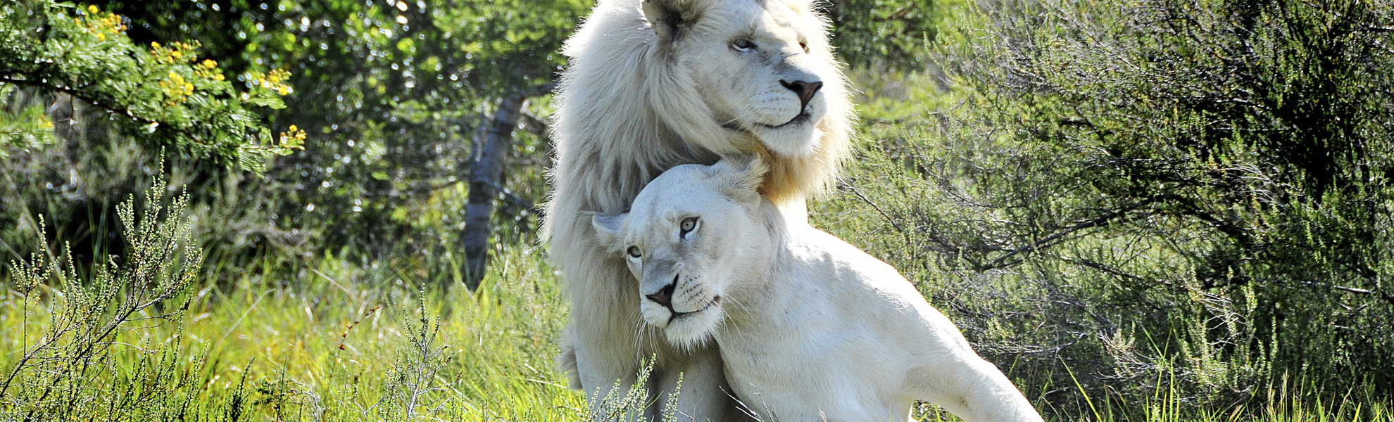 weiße Löwen, Südafrika