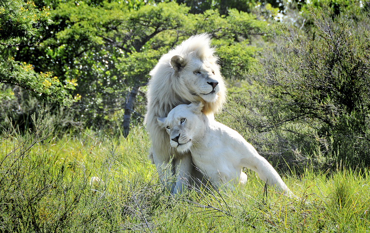 weiße Löwen, Südafrika