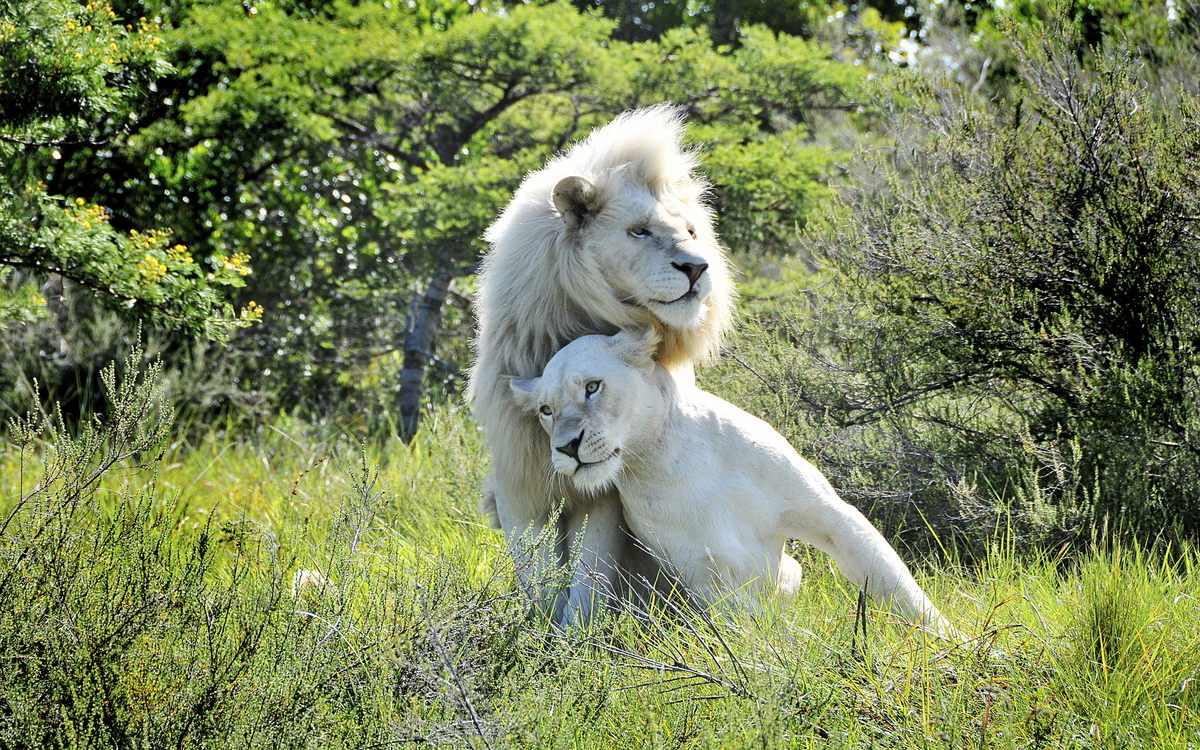 weiße Löwen, Südafrika