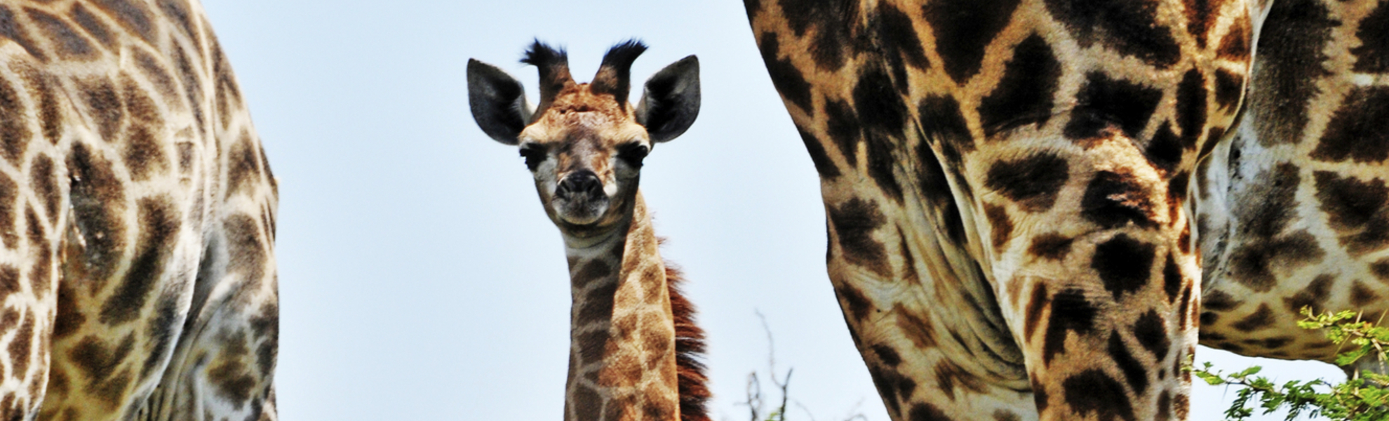 Giraffen in Südafrika