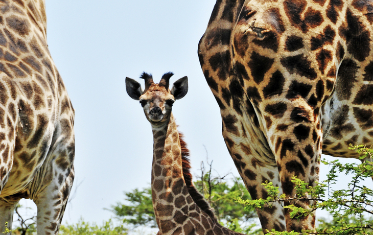 Giraffen in Südafrika