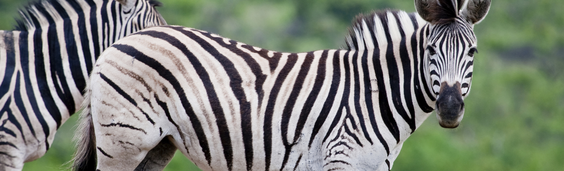 Zebras in der Savanne