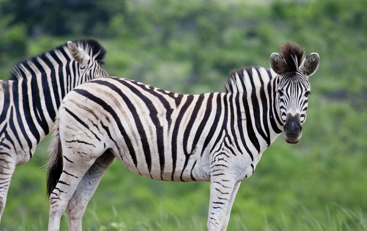 Zebras in der Savanne