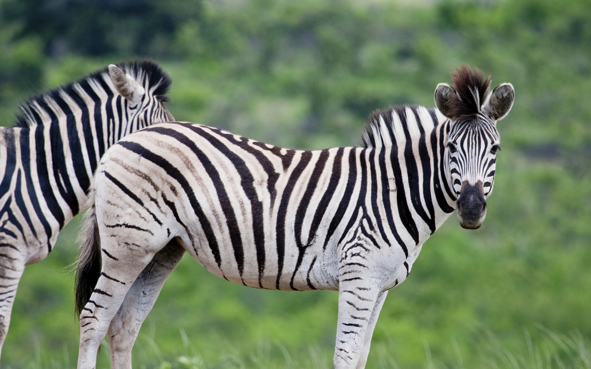Zebras in der Savanne