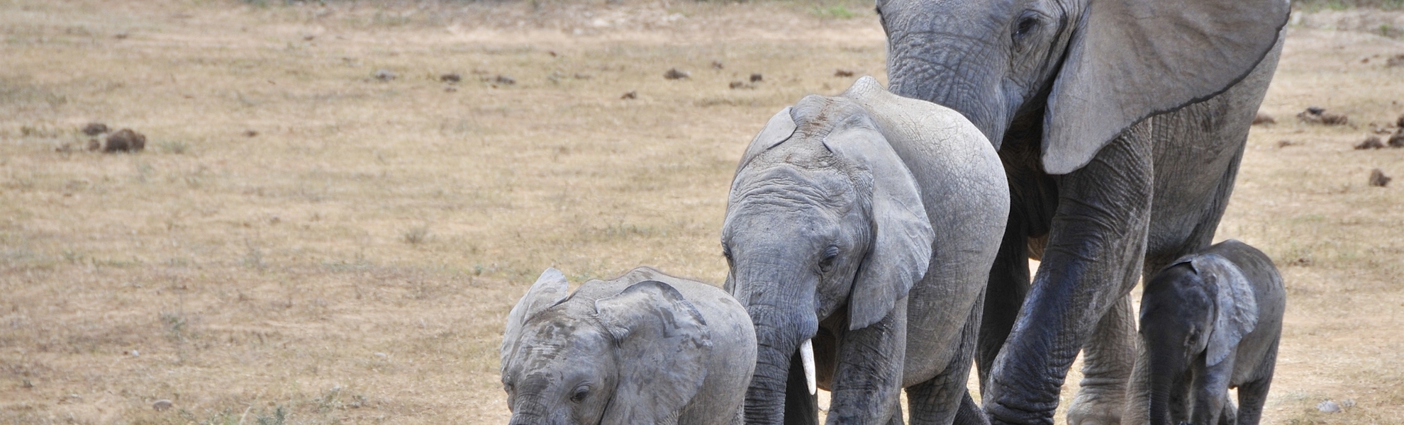 Elefanten Familie in Port Elizabeth, Südafrika