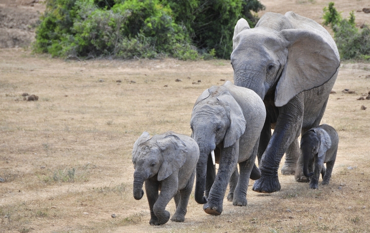 Elefanten Familie in Port Elizabeth, Südafrika