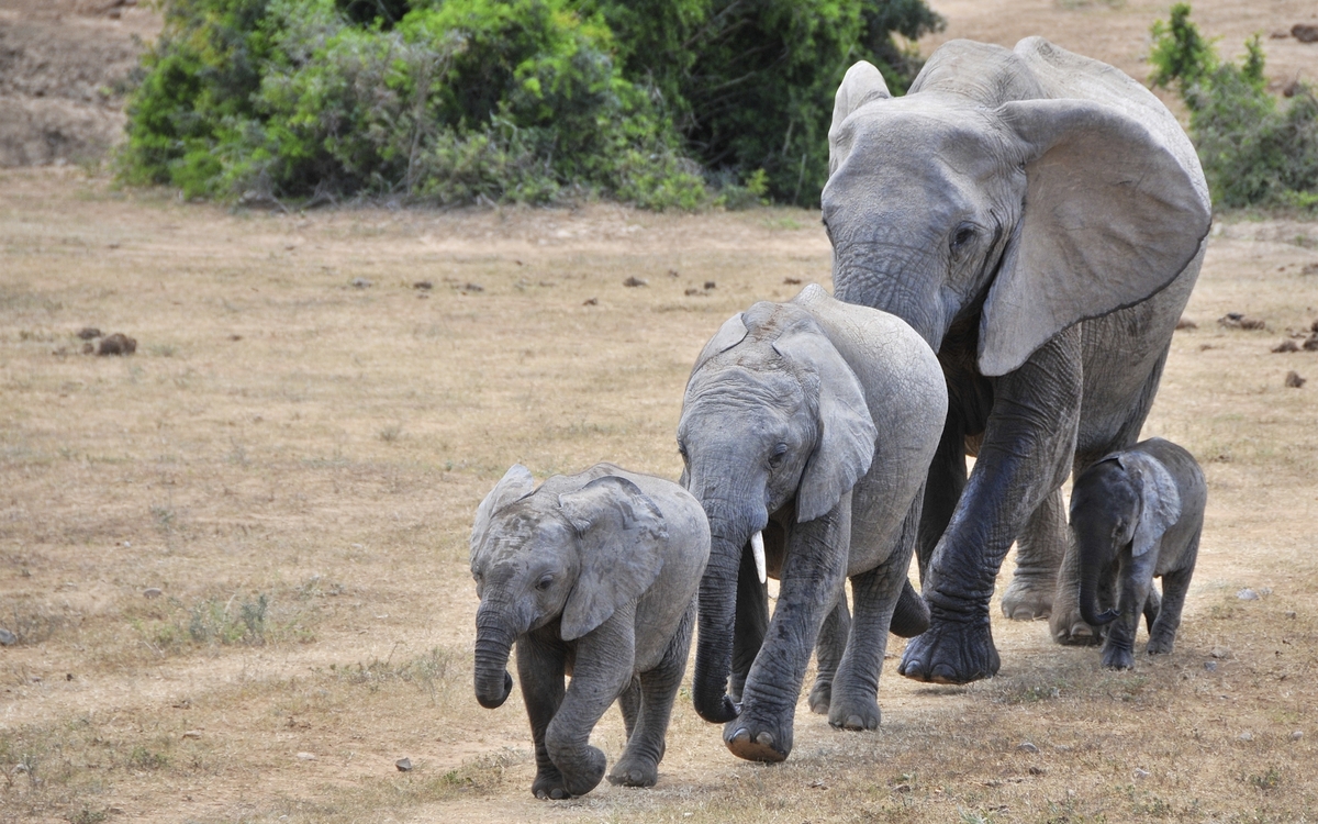 Elefanten Familie in Port Elizabeth, Südafrika