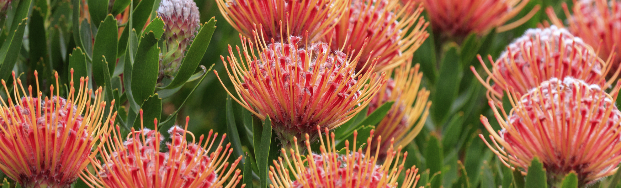Protea Pflanze