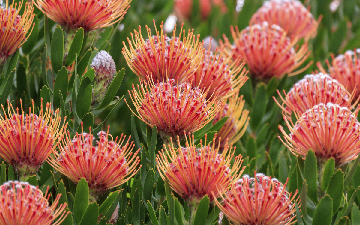 Protea Pflanze