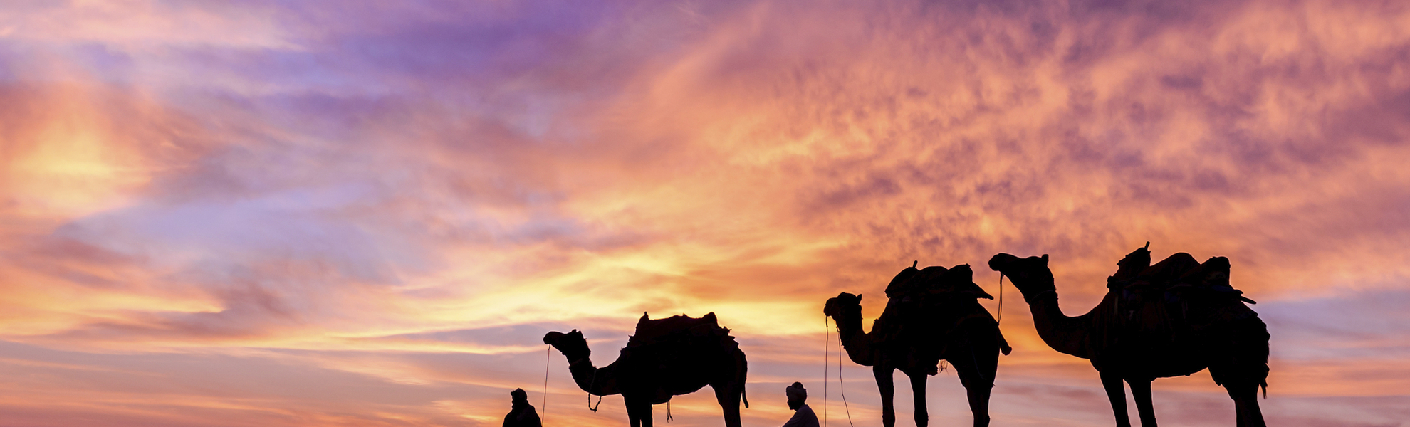 Kamele im Sonnenuntergang in der Wüste, Oman