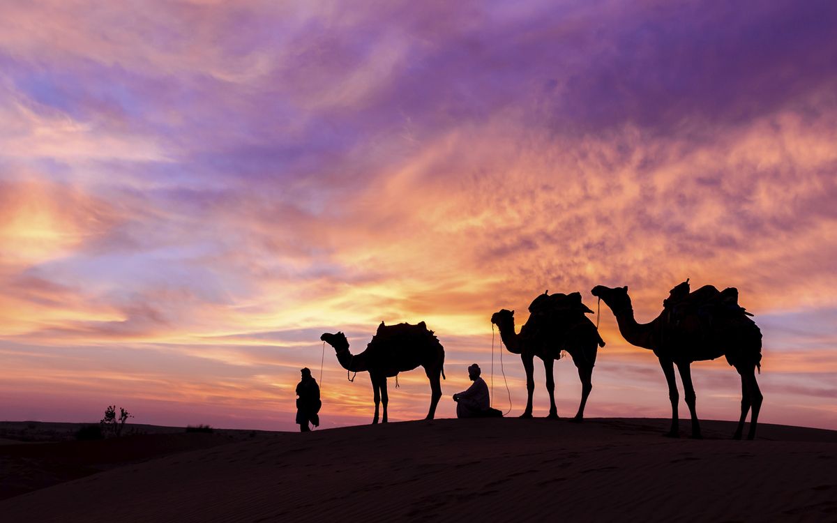Kamele im Sonnenuntergang in der Wüste, Oman