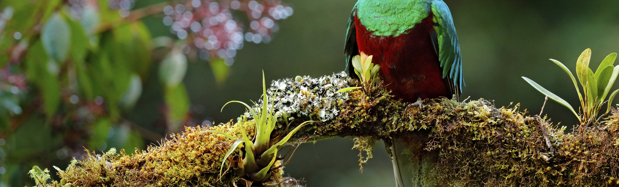 Bunter Queztal Vogel, Mittelamerika