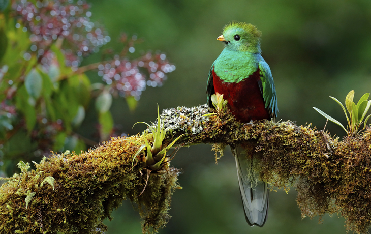 Bunter Queztal Vogel, Mittelamerika