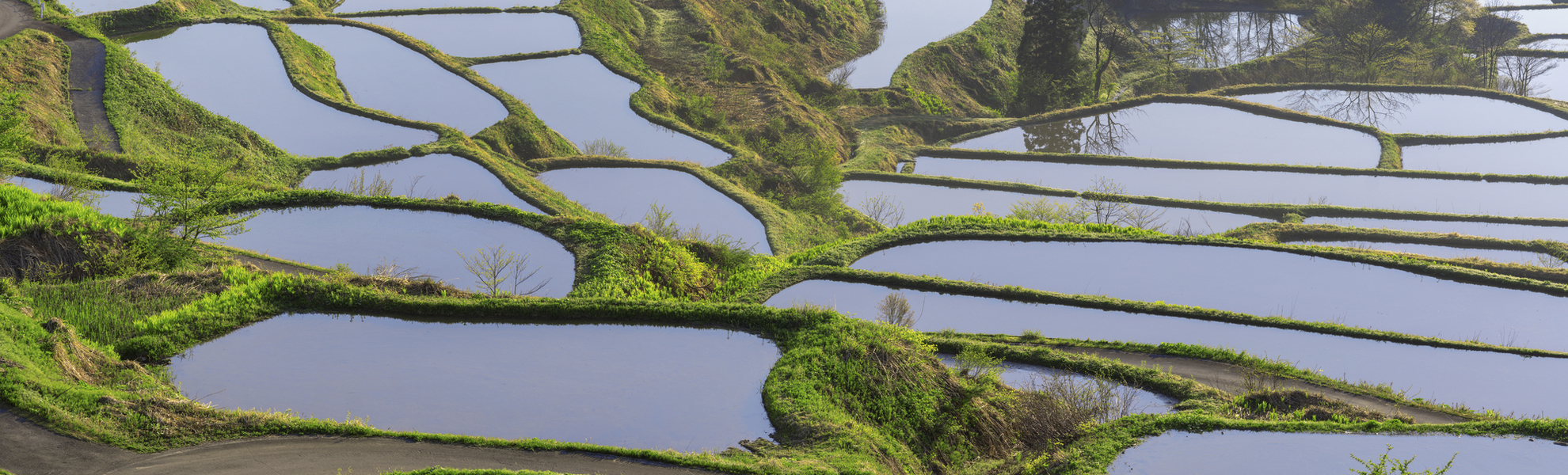 Niigata, Reisterassen