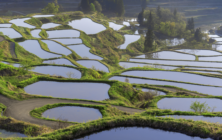 Niigata, Reisterassen