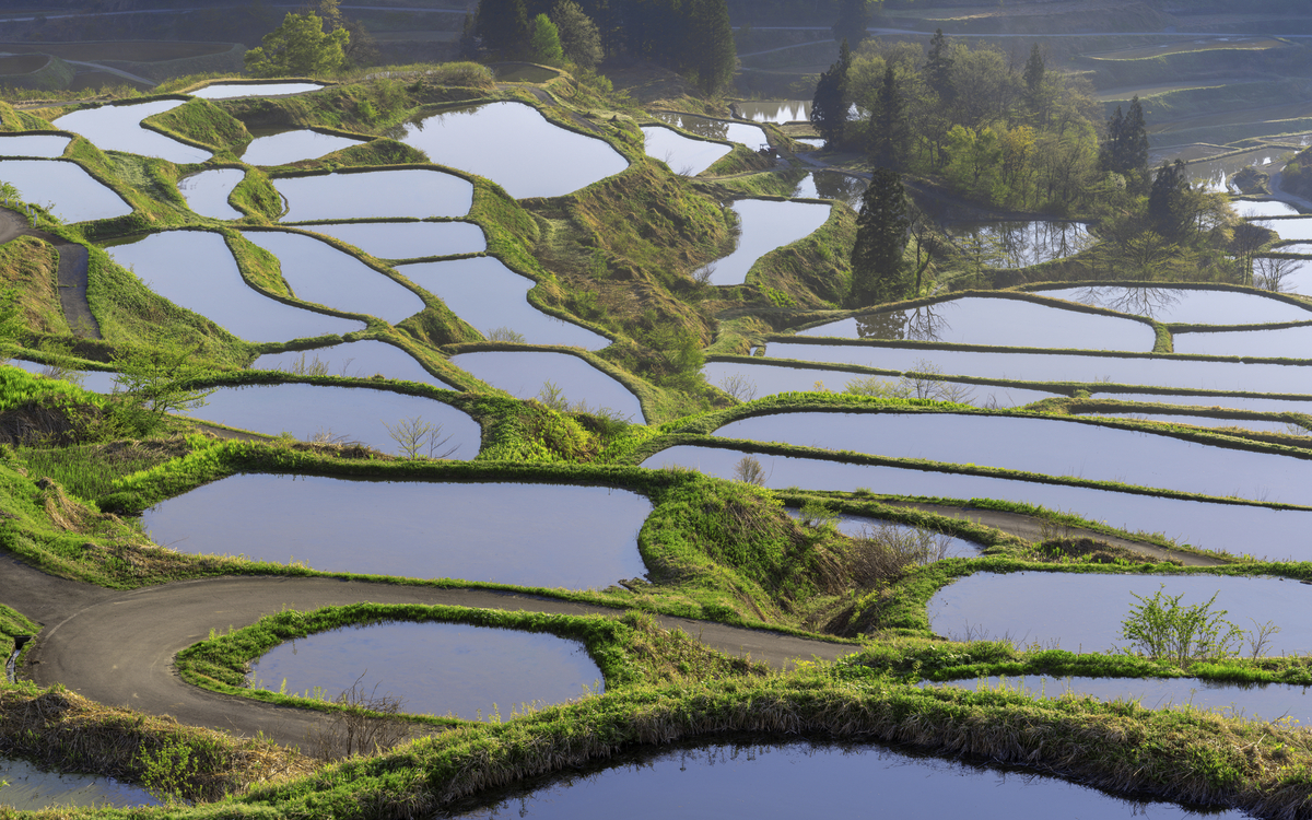 Niigata, Reisterassen