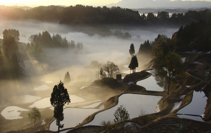 Niigata, Reisterassen