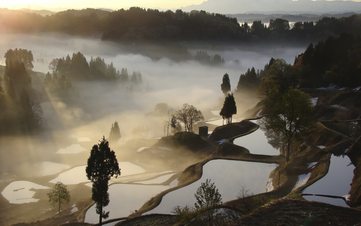 Niigata, Reisterassen