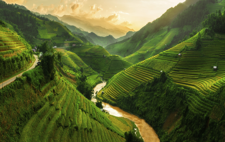 Reisfelder in Vietnam