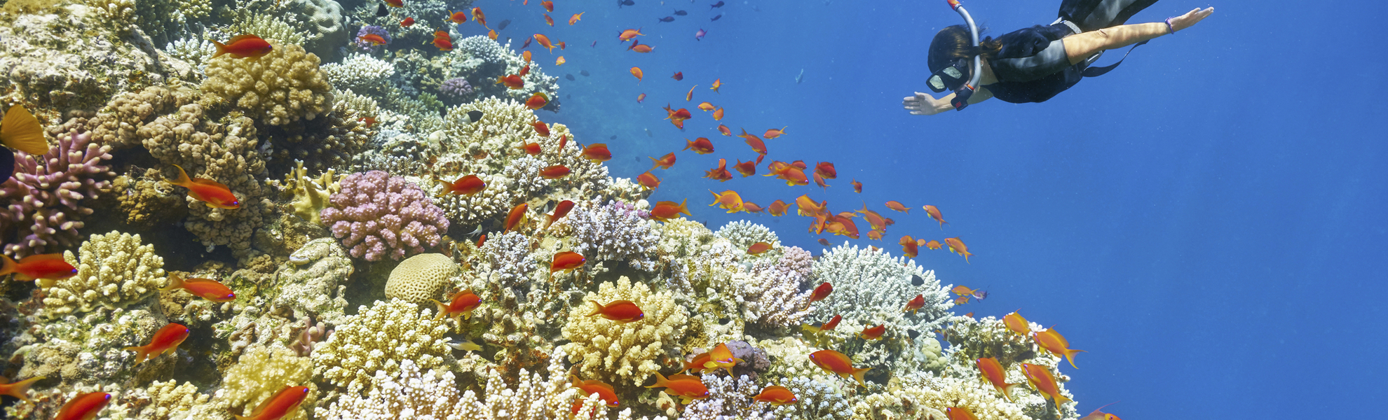 Schnorcheln im Roten Meer