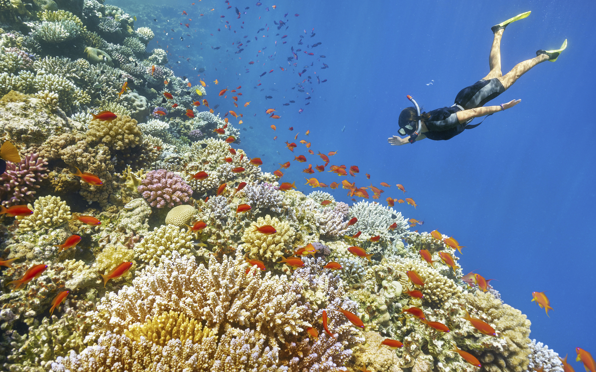 Schnorcheln im Roten Meer
