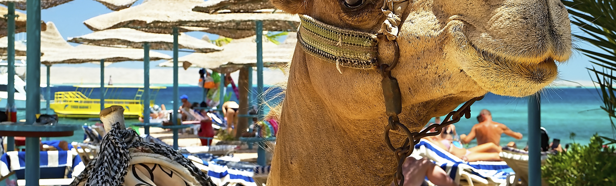 Kamel am Strand von Hurghada, Ägypten